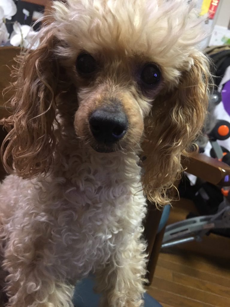 感動の再会🐶