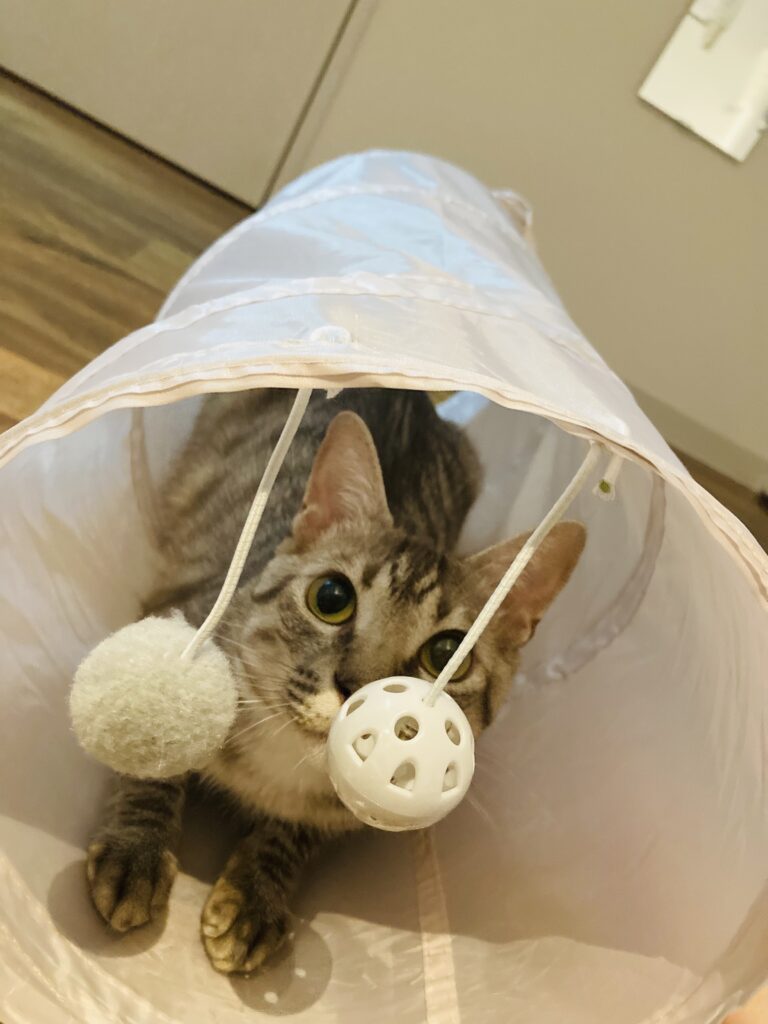 スリコのおすすめ猫グッズ